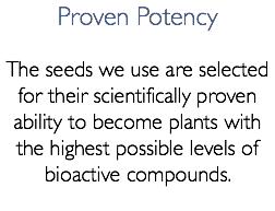 Proven Potency The seeds we use are selected for their scientifically proven ability to become plants with the highest possible levels of bioactive compounds.
